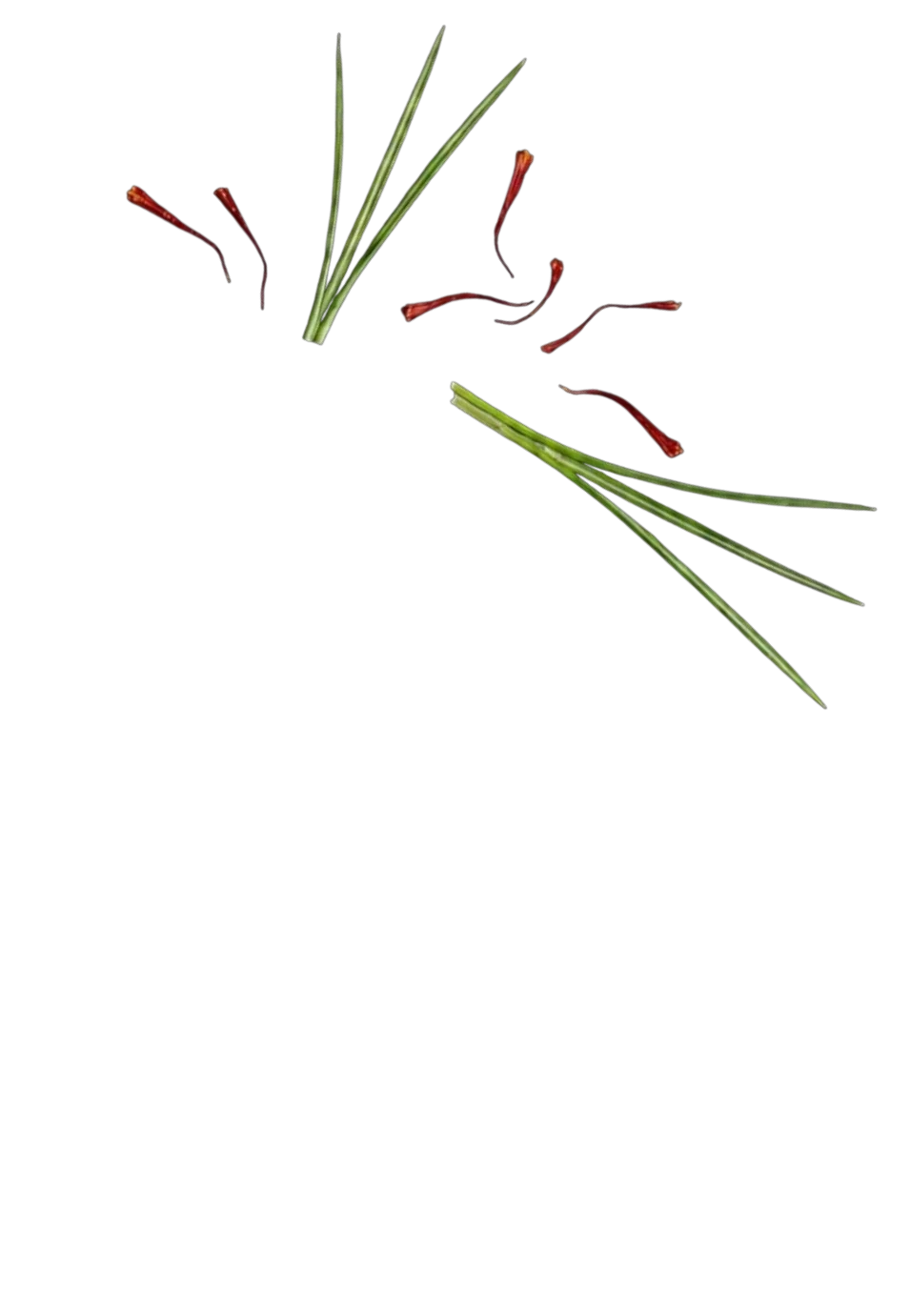 برگ زعفران برای موبایل